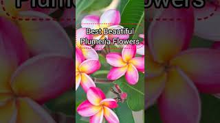 Best Beautiful Plumeria Flowers#shortsviral #shorts #indoorplants #gardening