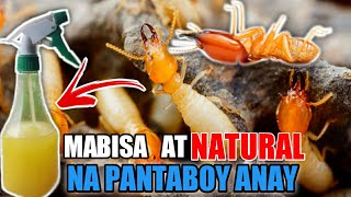 TOP 5 PINAKA MABISA AT NATURAL NA PAMATAY AT PANTABOY ANAY