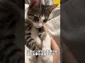 保護した子猫が体調不良… shorts 保護猫 子猫 捨て猫 猫 catlover kitten