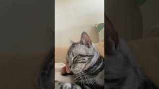 身体の上に乗ってきてデレるR猫#shorts #猫動画 #アメリカンショートヘア