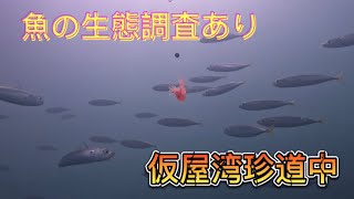 釣りアベ日誌3  玄海仮屋湾イカダ釣り編