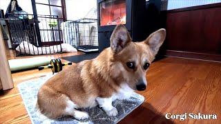 番犬しながら薪ストーブの前でくつろぐコーギー / A Corgi cozying up to a wood stove, ever vigilant.