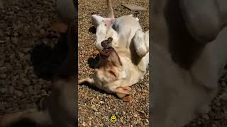 Ultimate Pet Chaos 😂 Funny Dogs & Other Pets Compilation