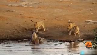 Rhino vs Lion Fight   Most Amazing Wild Animal Attacks   Animal Fights HD