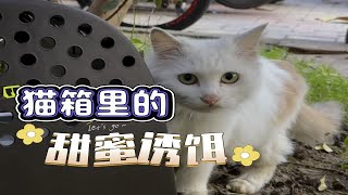 猫箱竟成了诱捕笼！引诱流浪猫做绝育这个办法真不错！