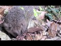 vroege vogels snuffelende egel