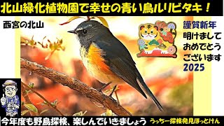 感動！謹賀新年第1弾、幸せを運ぶ青い鳥、ルリビタキに遭遇、西宮の北山緑化植物園、野鳥観察ジョウビタキ、エナガ、ウグイス、アオジ、うっちー探検発見ほっとけん、Japanese Wild Birds