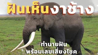 ฝันเห็นงาช้าง|ทำนายฝันพร้อมเลขเสี่ยงโชค