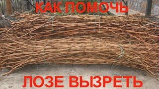 Как помочь лозе вызреть.