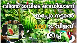 തണ്ണി മത്തൻ ഇപ്പോ നട്ടാൽ വിളവ് ഉറപ്പ് | Watermelon farming and cultivation in malayalam | Krishi