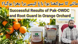 Successful results of Pak- Original Waste Decomposer and Root Guard in Orange Orchard