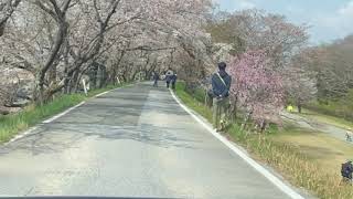 sakura no sato 🌸