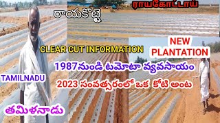 TAMILNADU RAYAKOTTAI NEW TOMATO PLANTATION INFORMATION#తమిళనాడు రాయకోట్టై టొమాటో