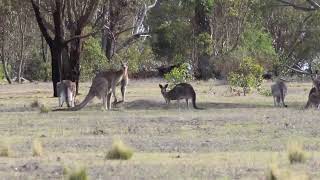 Welcome to Roo Code :)#kangaroo#wildlife#australia#animals