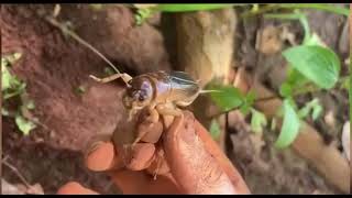 Unbelievable Catching Crickets in Deep Hole are Very Easies for food