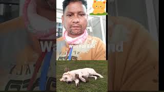 Dhanraj Walde - Funny Animal Video 2023😺🐕Funny Cat And Dog Video #shorts #ytshorts #youtube