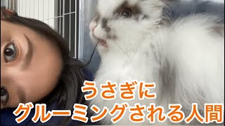 うさぎに髪の毛をグルーミングされる人間