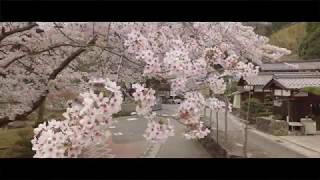 【4K】桜紀行・海津大崎の桜　2018年4月5日　滋賀県高島市