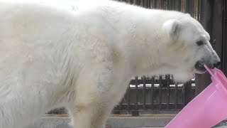 【しろくまピース】プールよりもコーンが気になる♪とべ動物園にて