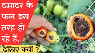 टमाटर के फल पर आनेवाले काले धब्बे: कारण, लक्षण और उपचार #tomatoblossomendrot