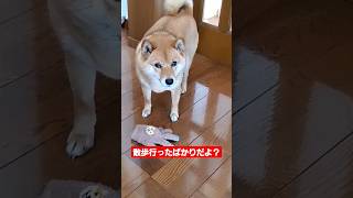 ただ放置するだけの柴犬の謎の行動 ～上目遣いはやめて#柴犬 #いぬ #おもしろ