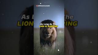 Sigma rule 😎🔥 ~ Lion is Sleeping  😈 |motivational quotes| #shorts #attitide #sigmarules