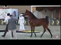 n.270 qaswarah al bustan emirates arabian horse breeders championship 2021 colts 2 years old...