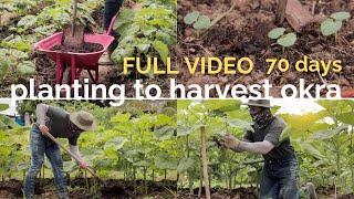 FULL VIDEO 70 days Grow okra.Plant to harvest and cook.