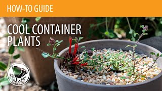 How To Plant California Native Plants in Containers