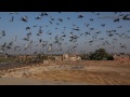 demoiselle cranes in khichan rajasthan india