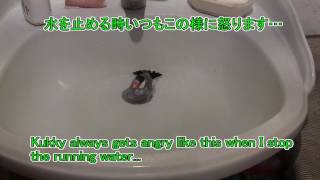 【文鳥】クッキーさんの水浴び（水を止めるときに怒る）[Java Sparrow]Kukky's bathing (he gets angry when turning off the water)