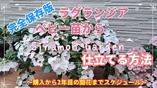 【アジサイ】ラグランジア育て方| ベビー苗から植付け|6倍以上咲かせるコツ!! ❘PWさんラグランジア【ガーデニング】