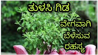 ತುಳಸಿ ಗಿಡ ವೇಗವಾಗಿ ಬೆಳೆಸುವ ರಹಸ್ಯ #tulasiplant #medicineplant #terracegarden