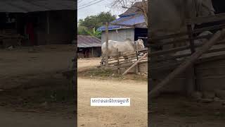 គោបានេះធំបែបធម្មជាតិ #This cow is naturally big#raising #fruit #cows