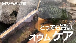 棒を使ってリンゴをとる賢いオウム ケア【神戸どうぶつ王国】世界一賢い鳥 ケアさん 上手に棒を使ってリンゴを取りだします