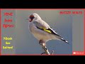 saka sesi goldfinch real recorded sound صوت تدريب الحسون saka Ötüm dersi ve huylandırma Çipet