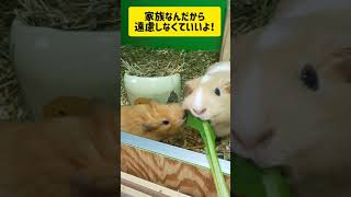 お野菜食べない赤ちゃんモルモットが心配… #shorts