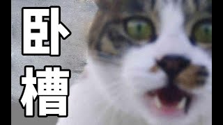 那一天，猫咪终于想起了被人类支配的恐惧【摆摊系列】