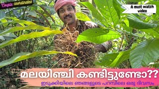 ഇടുക്കിയിൽ പറമ്പിൽ ഒരു ദിവസം || മലയിഞ്ചി പറിക്കാൻ പോകാം || Mountain Ginger Farming #farming #kerala