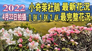 【合歡山小奇萊杜鵑】2022最新花況( 2022.4.22 拍攝)