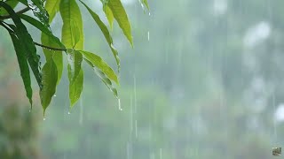 [ Rain sounds for sleeping ]  나뭇잎 위로 떨어지는 빗소리 ASMR  8hours | Calming Rain Sounds for Sleep or Relax