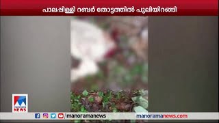 റബര്‍ തോട്ടത്തില്‍ പുലിയിറങ്ങി; പശുവിനെ കൊന്നു|Tiger Attak|Thrissur