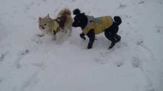 20140208　２０年に１度の大雪☆ ルルナMJR雪遊び☆ その２