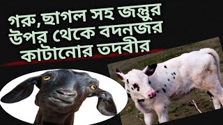 গরু,ছাগল সহ যে কোন জীবজন্তুর উপর থেকে বদনজর কাটানোর তদবীর।