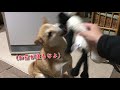 柴犬ハナに頭大丈夫？的な眼を何度もされました… shiba plays with doll.