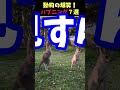 tiktokで5.8億回バズった動物ハプニング動画7選！7animal happenings videos that got 580 million buzz on tiktok shorts 犬