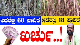 6 ತಿಂಗಳ ಕಬ್ಬು ಕಟಾವು ಮಾಡಿದರೆ 50 ಟನ್..! 50 Ton yield in 6 months only #organicsugarcane