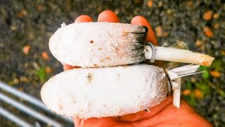 Mushroom foraging. The Shaggy ink cap and a wild mushroom omelette. it's the ultimate free meal.