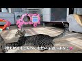 外猫ママの寝床に突如‥ ＆片目でも元気に遊ぶ姿に心打たれる【子猫ラッシュ2020秋 14】one eyed kitten playing happily