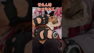 甘えん坊ココちゃん1216s #shorts #cat #野良ねこ